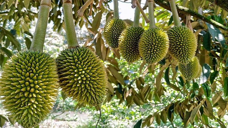 Hinh 5 Trai Sau Rieng 45 ngay_1723178335.jpg